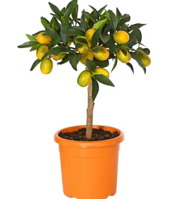Dehner Zitruspflanzen|Terrassenpflanzen - Kumquat Orange