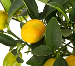 Dehner Zitruspflanzen|Terrassenpflanzen - Kumquat Orange