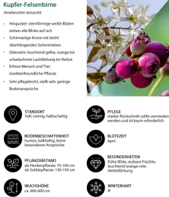 Dehner Laubgehölze|Vogelschutzhecken > Kupfer-Felsenbirne