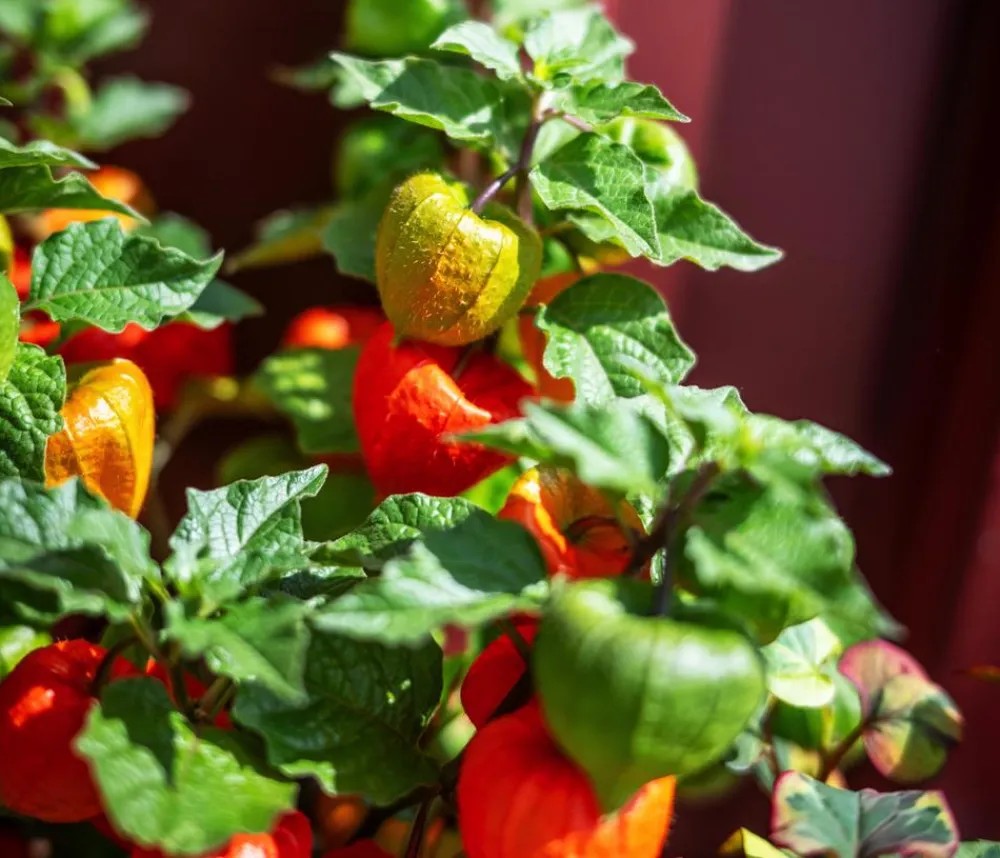 Dehner Lampionblume Orange Hot