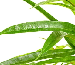 Dehner Grünpflanzen > Langblättriger Feigenbaum - Ficus binnendijkii 'Alii'