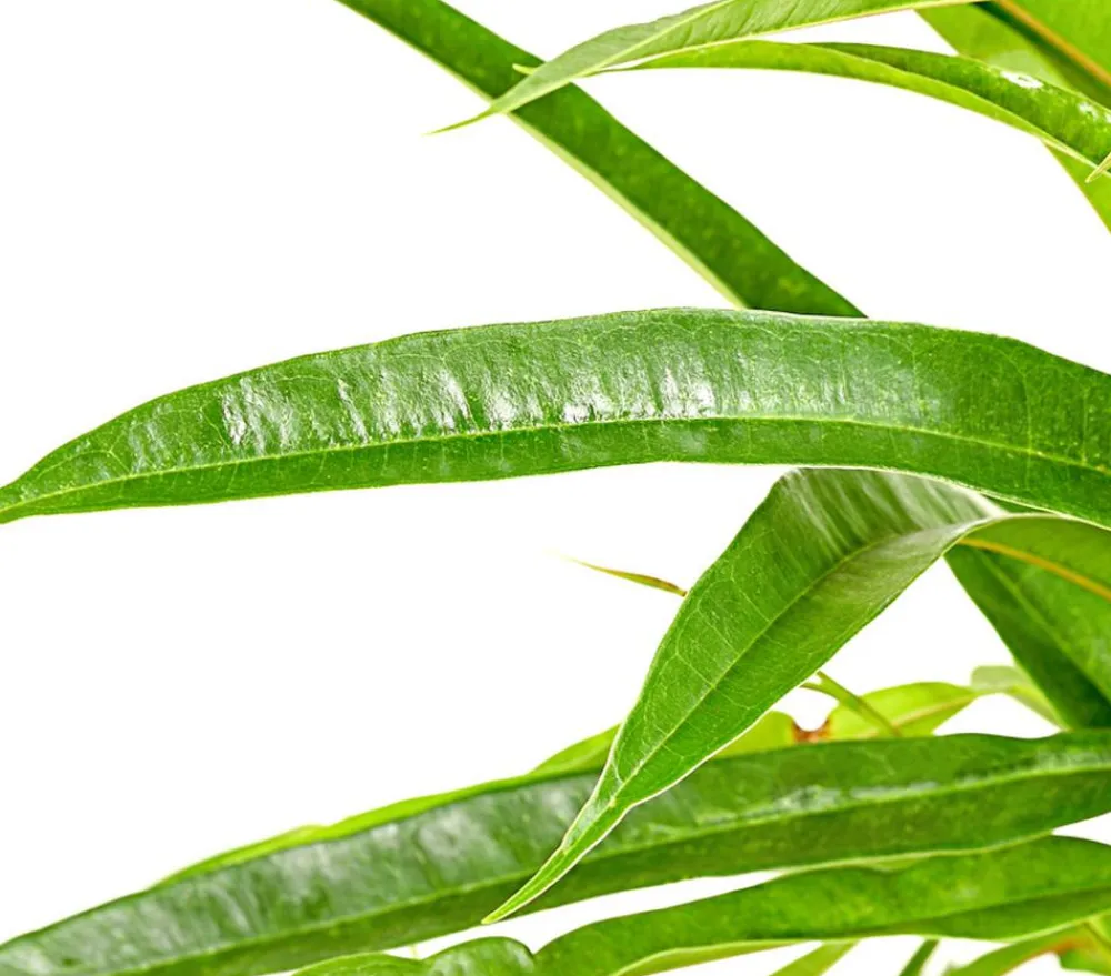 Dehner Grünpflanzen > Langblättriger Feigenbaum - Ficus binnendijkii 'Alii'