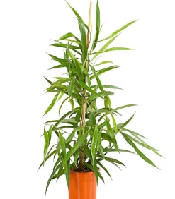 Dehner Grünpflanzen > Langblättriger Feigenbaum - Ficus binnendijkii 'Alii'