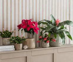 Dehner Bromelien - Lanzenrosette - Aechmea fasciata Rosa