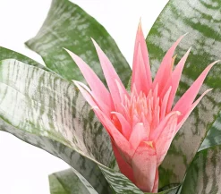 Dehner Bromelien - Lanzenrosette - Aechmea fasciata Rosa