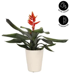 Dehner Lanzenrosette - Aechmea pepita 'Elegant Flames', in Keramik Hot