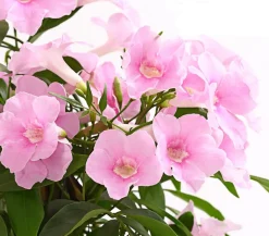 Dehner Terrassenpflanzen - Laubenwein Rosa
