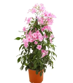 Dehner Terrassenpflanzen - Laubenwein Rosa