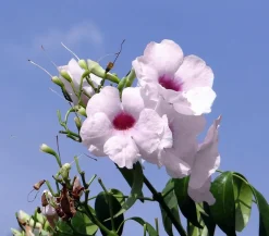 Dehner Terrassenpflanzen - Laubenwein Rosa