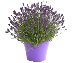 Dehner Lavendel - Lavendel Lila