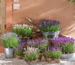 Dehner Lavendel > Lavendel