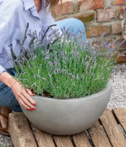 Dehner Lavendel Lila