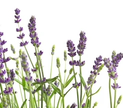 Dehner Lavendel Lila