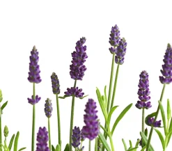 Dehner Lavendel - Lavendel Lila