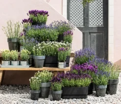 Dehner Lavendel 'Dark Surprise' Lila Best
