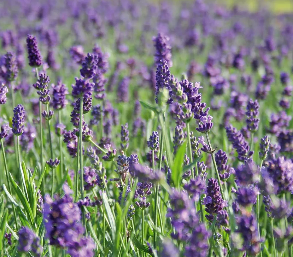 Dehner Lavendel|Sommerstauden > 'Hidcote'