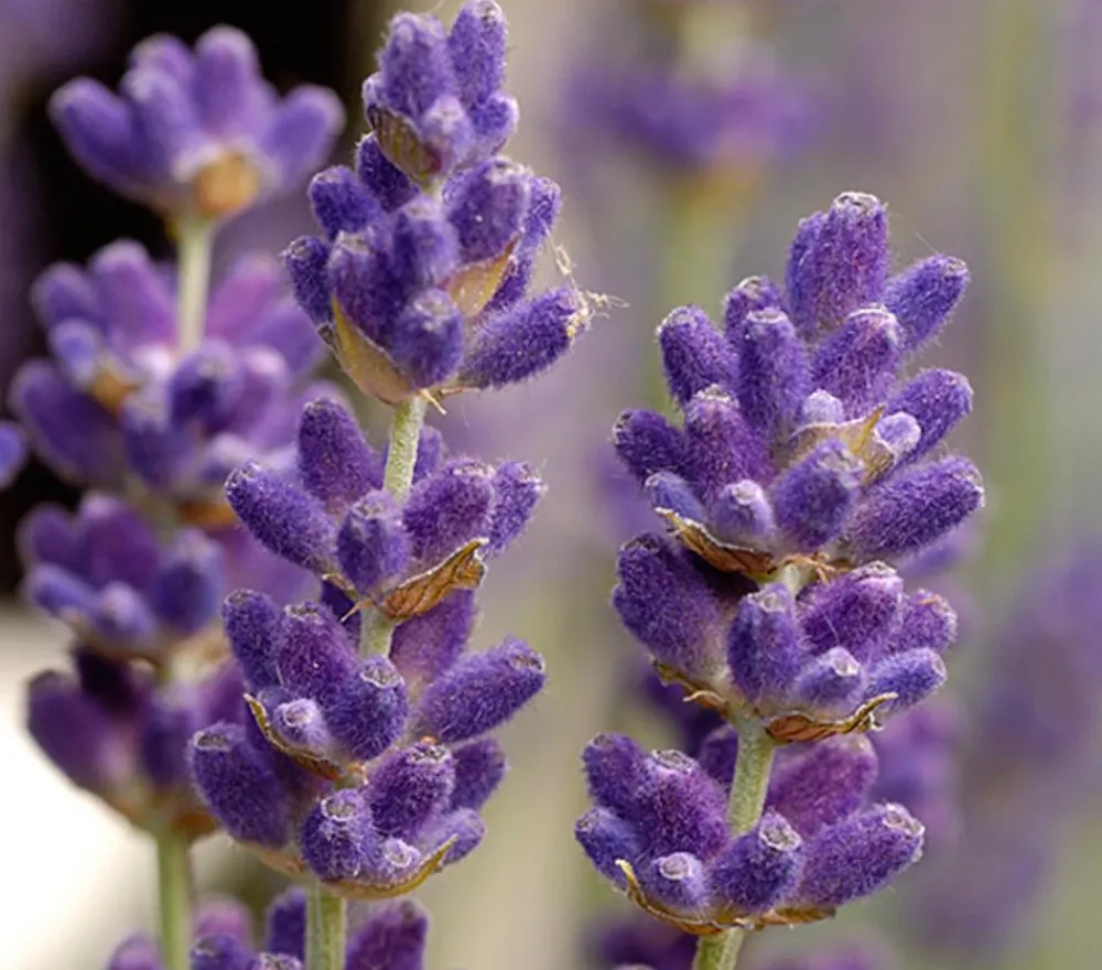 Dehner Lavendel|Sommerstauden > 'Hidcote'