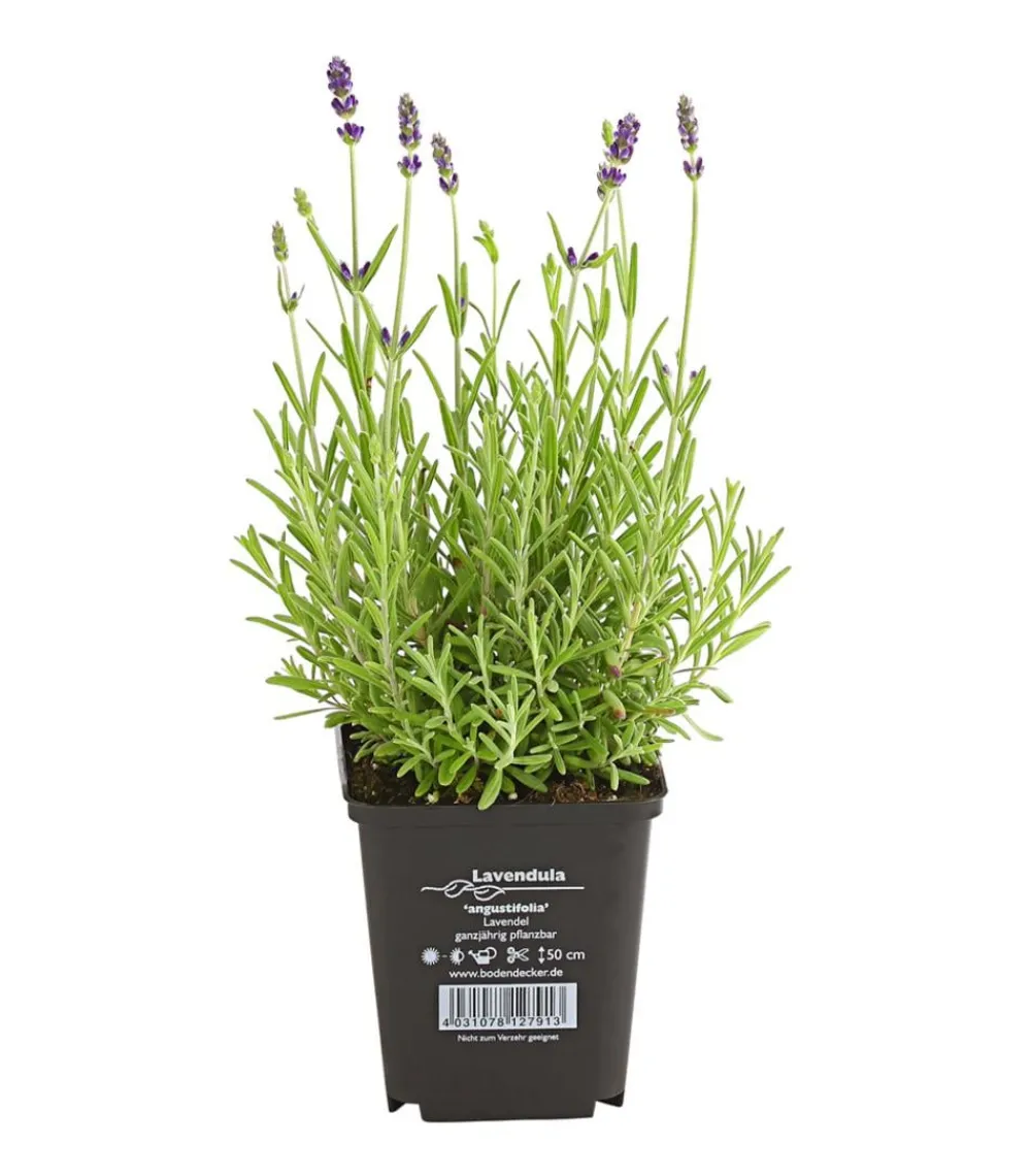 Dehner Lavendel|Sommerstauden > 'Hidcote'