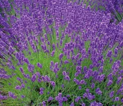Dehner Lavendel > 'Royal Blue'