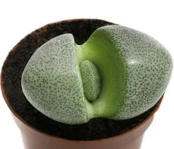 Dehner Lebender Granit - Pleiospilos nelii Grün Discount