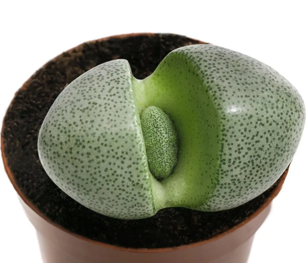 Dehner Lebender Granit - Pleiospilos nelii Grün Discount
