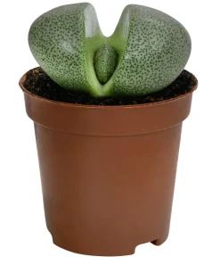 Dehner Lebender Granit - Pleiospilos nelii Grün Discount