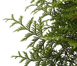 Dehner Lebensbaum 'Brabant' Grün