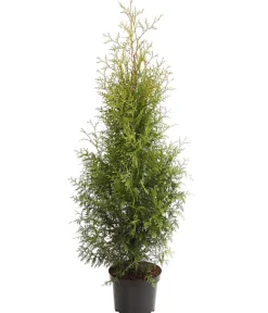 Dehner Lebensbaum 'Brabant' Grün