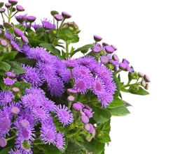 Dehner Leberbalsam Lila Discount