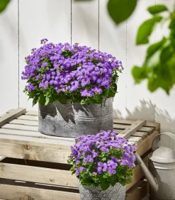 Dehner Leberbalsam Lila Discount