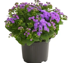 Dehner Leberbalsam Lila Discount