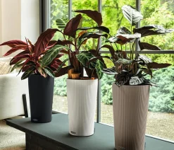 LECHUZA® Lechuza Tischgefäße|Lechuza Pflanzgefäße & Töpfe - CILINDRO Color, All-in-One Set Weiß