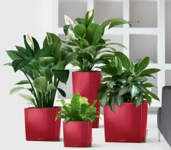 LECHUZA® CUBE, All-in-One Set Dunkelrot Best