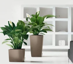 LECHUZA® CUBE, All-in-One Set Taupe Best