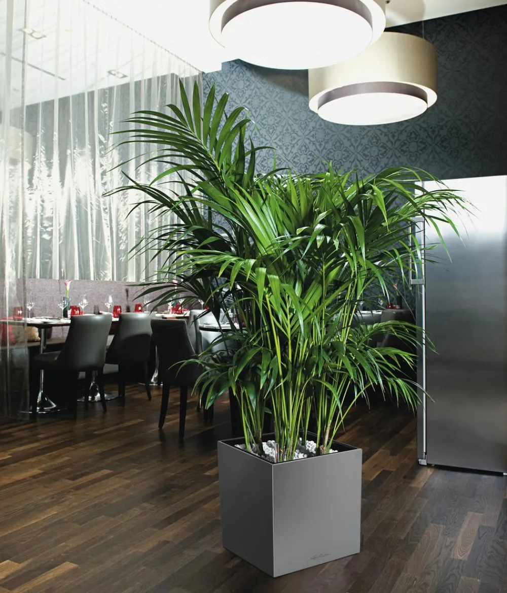 LECHUZA® CUBE, All-in-One Set Silber Online