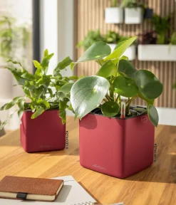 LECHUZA® Lechuza Tischgefäße|Lechuza Pflanzgefäße & Töpfe - CUBE Premium, All-in-One Set, matt Rot