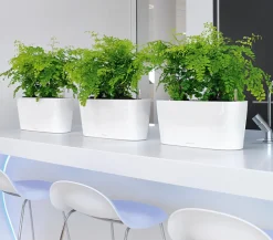 LECHUZA® Lechuza Pflanzgefäße & Töpfe|Pflanzkübel & Blumenkästen > DELTA, All-in-One-Set, hochglanz