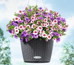 LECHUZA® Kunststoff-Hängeampel Nido Cottage Dunkelgrau Discount