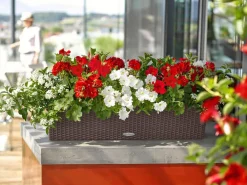LECHUZA® Pflanzkübel & Blumenkästen|Lechuza Pflanzgefäße & Töpfe > Kunststoff-Kasten Balconera Cottage, rechteckig