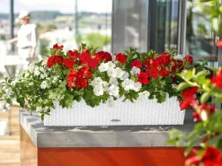 LECHUZA® Pflanzkübel & Blumenkästen|Lechuza Pflanzgefäße & Töpfe > Kunststoff-Kasten Balconera Cottage, rechteckig