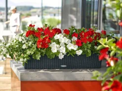 LECHUZA® Kunststoff-Kasten Balconera Cottage, rechteckig Schwarz Clearance