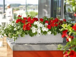 LECHUZA® Pflanzkübel & Blumenkästen|Lechuza Pflanzgefäße & Töpfe - Kunststoff-Kasten Balconera Cottage, rechteckig Hellgrau