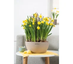 LECHUZA® Blumenampeln & -Schalen|Lechuza Pflanzgefäße & Töpfe > Kunststoff-Schale 'Cubeto Stone', rund