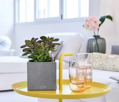 LECHUZA® Lechuza Pflanzgefäße & Töpfe|Blumentöpfe & Übertöpfe > Kunststoff-Topf Canto Stone, eckig, ca. B14/H13,5/T14 cm