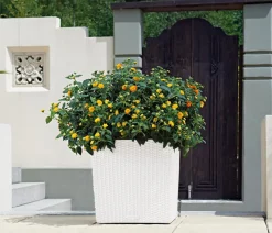 LECHUZA® Lechuza Pflanzgefäße & Töpfe|Blumentöpfe & Übertöpfe > Kunststoff-Topf Cube Cottage, quadratisch