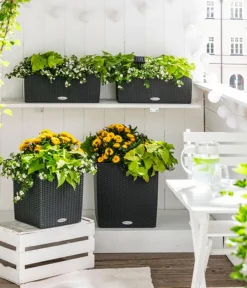 LECHUZA® Lechuza Pflanzgefäße & Töpfe|Blumentöpfe & Übertöpfe > Kunststoff-Topf Cube Cottage, quadratisch