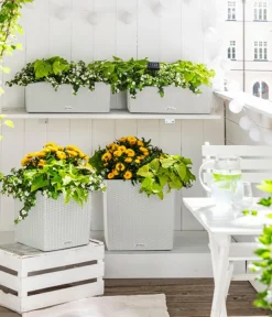 LECHUZA® Lechuza Pflanzgefäße & Töpfe|Blumentöpfe & Übertöpfe > Kunststoff-Topf Cube Cottage, quadratisch