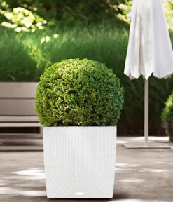 LECHUZA® Kunststoff-Topf Cube Cottage, quadratisch Weiß Best