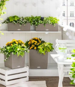 LECHUZA® Kunststoff-Topf Cube Cottage, quadratisch Hellbraun Sale