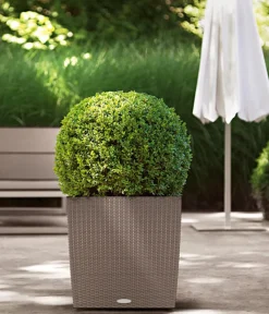 LECHUZA® Kunststoff-Topf Cube Cottage, quadratisch Hellbraun Sale